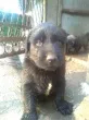 Slika 3