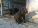 Slika 4
