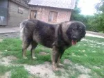 Slika 6