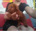 Slika 2