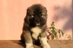 Slika 6