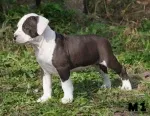 Slika 1