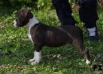 Slika 5