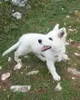 Slika 2