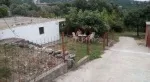 Slika 1