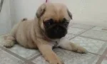 Slika 2