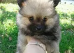 Slika 1