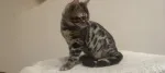 Slika 4