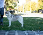 Slika 4