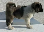Slika 3