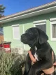 Slika 4