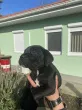 Slika 6
