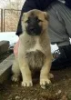 Slika 3