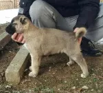 Slika 4