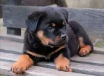 Slika 1
