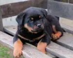 Slika 2