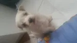 Slika 5