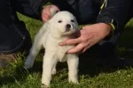 Slika 6