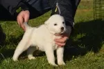 Slika 5
