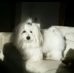 Slika 2