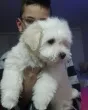 Slika 6