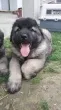 Slika 1