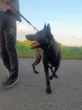 Slika 6
