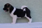Slika 4