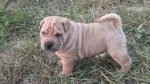 Slika 1