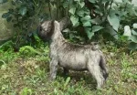 Slika 1