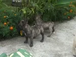 Slika 5