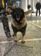 Slika 6