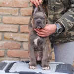 Slika 4