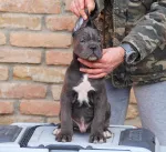 Slika 5