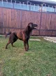 Slika 1