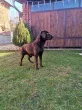 Slika 2