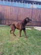 Slika 3