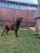 Slika 4