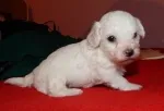 Slika 1
