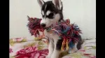Slika 1
