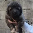 Slika 1