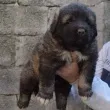 Slika 2
