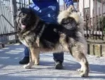 Slika 5