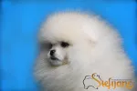 Slika 2