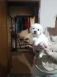 Slika 4