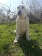 Slika 1