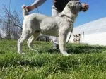 Slika 4
