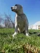 Slika 6