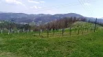 Slika 1