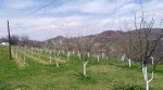 Slika 4